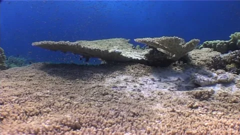 Large Coral Table Over The Reef, Red Sea Waters Stock Footage 300398304