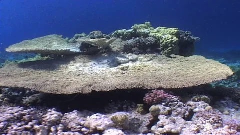 Large Coral Table Over The Reef Stock Footage 300398455