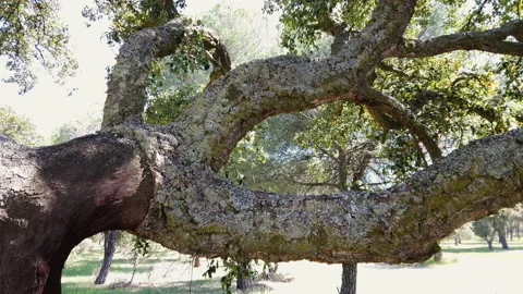 Large cork oak branches. Cork industry Stock Footage 153875829