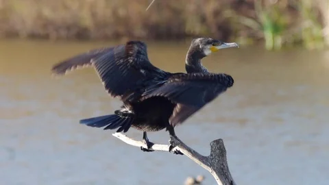 Large cormoran soleing wings Stock Footage 72904223