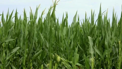 Large corn field against the sky Stock-Footage 249960463