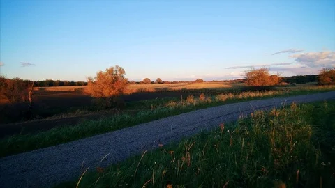 Large corn field during sunset Stock Footage 81276478