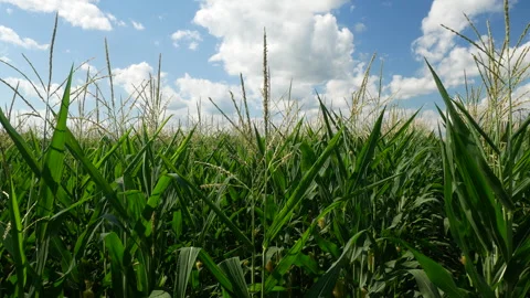 Large corn field in farmland Stock Footage 272791809