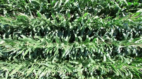 Large Corn Field Fly Up Stock Footage 64575077