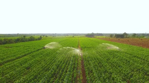 Large corn field plantation plot from drone view with beautiful sunrise Stock Footage 128346986