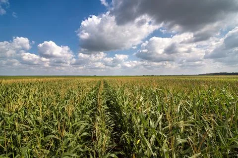 A large corn field, rows against a cloudy sky. Stock Photos