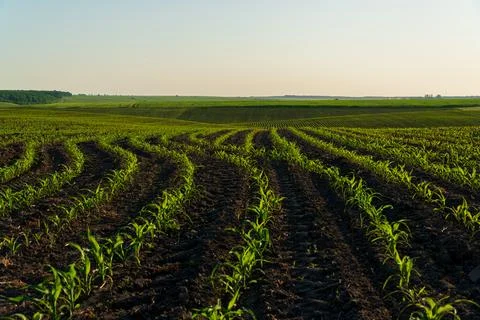 A large corn field with small corn plants. Stockfoto's