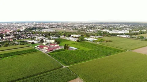 Large corn fields around and one vineyard near buildings, aerial shot Stock Footage 147755058