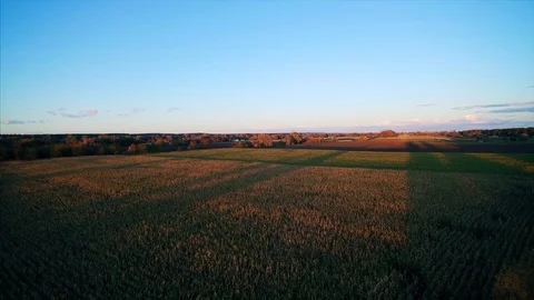 Large corn fields during sunset in a wide aerial shot Stock Footage 81276527