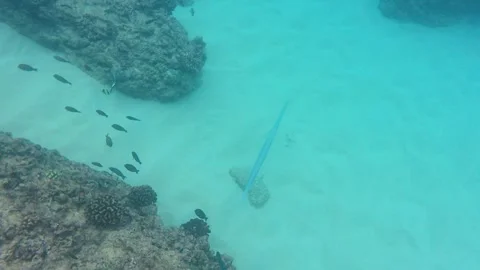 Large cornetfish Stock Footage 327675938