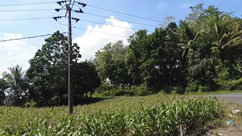 A large cornfield Stock Footage 236298536