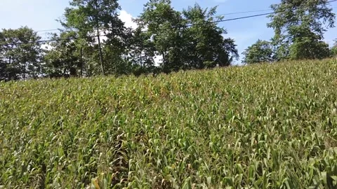 A large cornfield Stock Footage 236300521