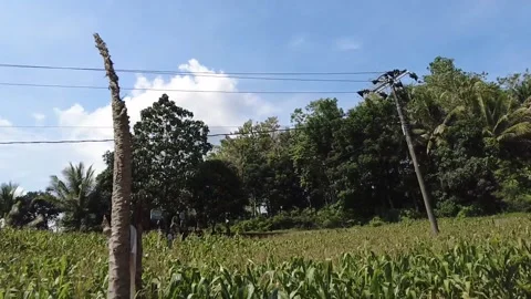 A large cornfield Stock Footage 236323339