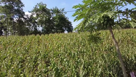 A large cornfield Stock Footage 236323627