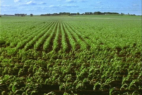 Large cornfield looking down rows in June Stock Footage 121690460