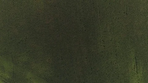 A large cornfield is a top view Video stock 81863407