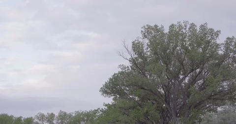 Large cottonwood tree with open sky space for copy along river Stockbeeldmateriaal 334483156