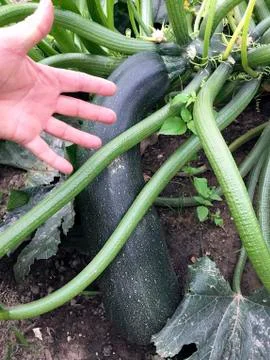 A large courgettes Stock Photos