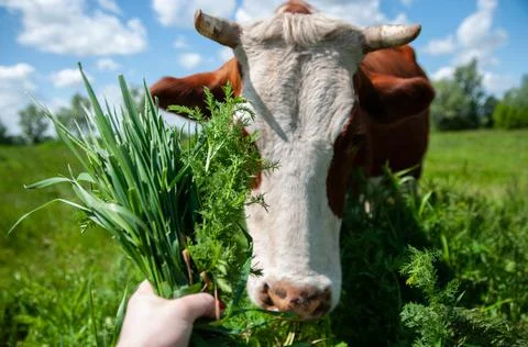 A large cow close-up eats green juicy grass. Livestock pastures. Rural beautiful Stock Photos