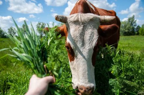 A large cow close-up eats green juicy grass. Livestock pastures. Rural beautiful Stock Photos