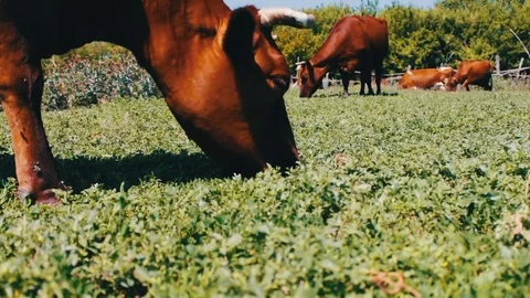 Large cow eats grass, a view close to the background of other cows that graze in Stock Footage 78763912