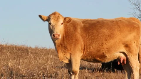Large Cow Video stock 1014301