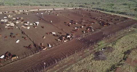 Large Cow Pens  Vídeo Stock 81982109