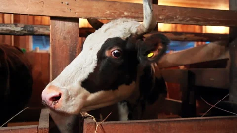 Large cow shaking her head Stock Footage 169021802