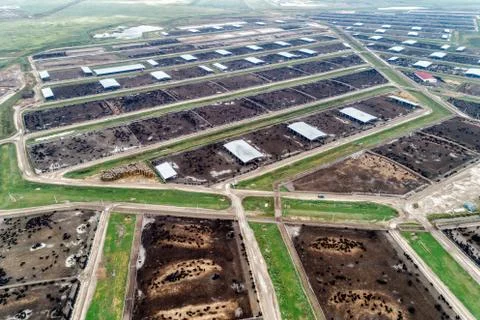 Large cowshed in the middle of green fields. Lots of stockyards where cows graze Stock Photos