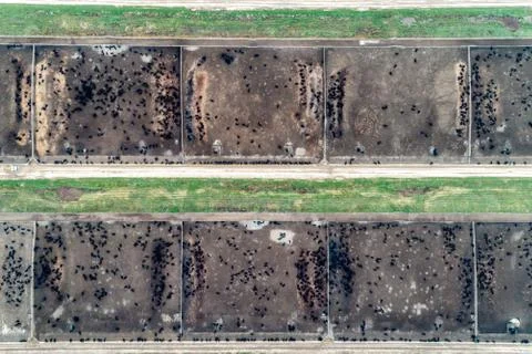 Large cowshed in the middle of green fields. Lots of stockyards where cows graze Stock Photos