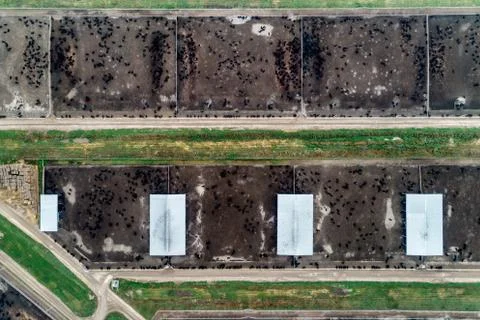 Large cowshed in the middle of green fields. Lots of stockyards where cows graze Stock Photos