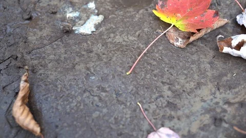 A large coyote print found on a muddy trail during an autumn hike through Stock Footage 122150917