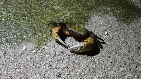 Large Crab Crawling on Wet Rock at Xiaoliuqiu, Taiwan (25 May 2018) Stock Footage 343471837