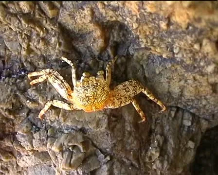 Large crab Stock Footage 12530910