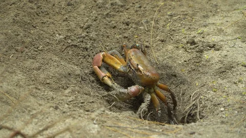 Large crab hiding into a hole 動画素材 129406792