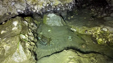 A large crab hiding under rocks Stock Footage 279725820