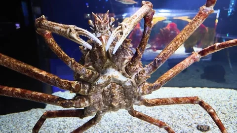 Large Crab with Long Legs Exploring an Aquarium Tank | HD Video Stock Footage 298111324