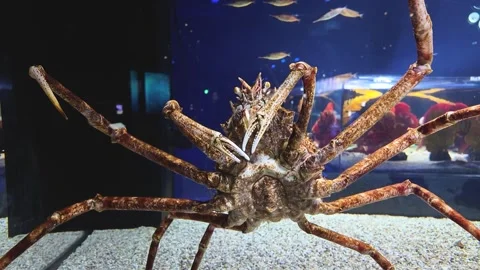 Large Crab with Long Legs Exploring the Aquarium Tank | HD Stock Footage 298149023