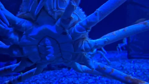 Large crab moving slowly on the bottom of an aquarium full of fish, detaile.. Stock Footage 340407355