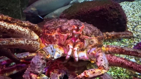 Large crab with a textured shell and prominent claws is positioned on the ocean  Stock Footage 338179163
