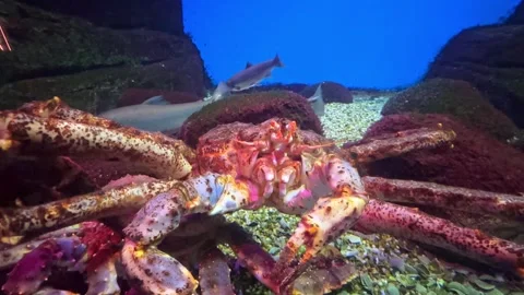 Large crab with a textured shell and prominent claws is positioned on the ocean  Stock Footage 338179173