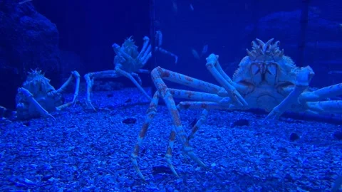 Large crab walking on the aquarium bottom among fish, detailed underwater v.. Stock Footage 340407401