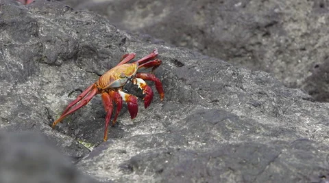 Large Crab walking on Rocks Stock Footage 58354715