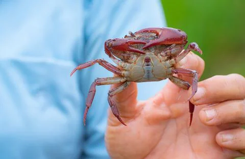A large crab was held in the hands of a female farmer. Crab is a pest that ea Stock Photos