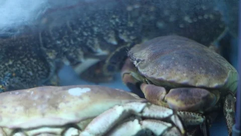 Large crabs in aquarium Stock Footage 73425836