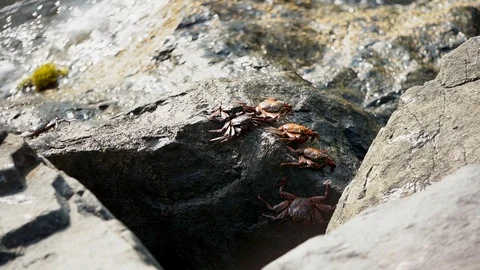 Large crabs are sitting on a stone. splashes of waves run onto a stone. ocean on Stock-Footage 125192873