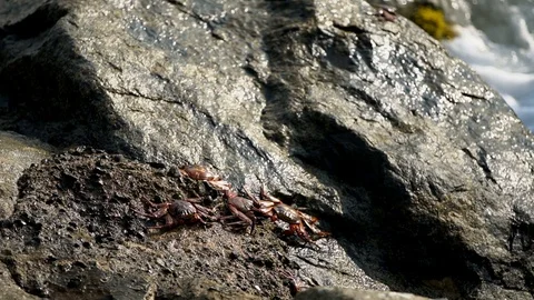 Large crabs are sitting on a stone. ocean on the background. crabs with claws. Stock-Footage 125192927
