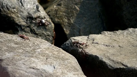Large crabs crawl from stone to stone. splashes of waves run onto a stone. ocean Stock Footage 125192922