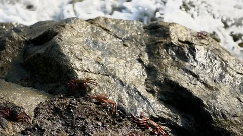 Large crabs crawl from stone to stone. splashes of waves run onto a stone. ocean Stock-Footage 125192977