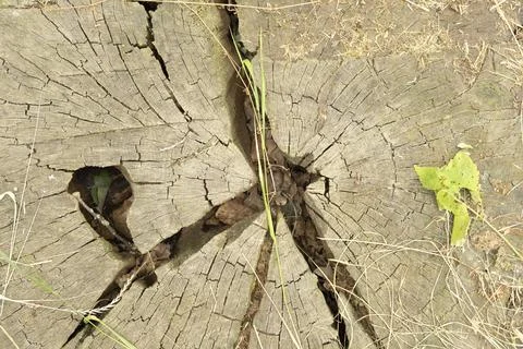 A large crack on a cut of an oak tree, texture, pattern, background. Stock Photos